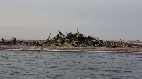 Wide view of whale bone pile Kaktovik, Alaska Stock Footage 48937594