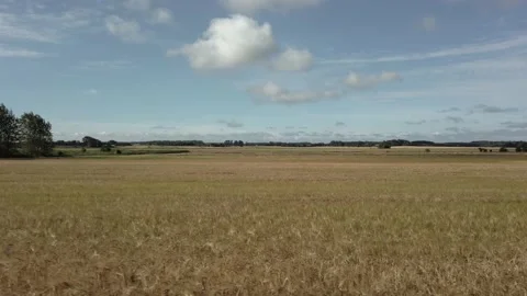 Wide view of wheat field, motion Stock Footage 135987537