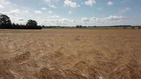 Wide view of wheat field, panning shot Stock Footage 135896649
