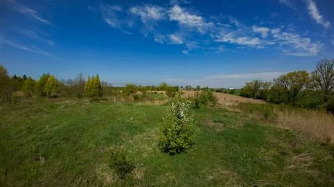 Wide view of a wild apple tree with a red-winged blackbird Stock Photos