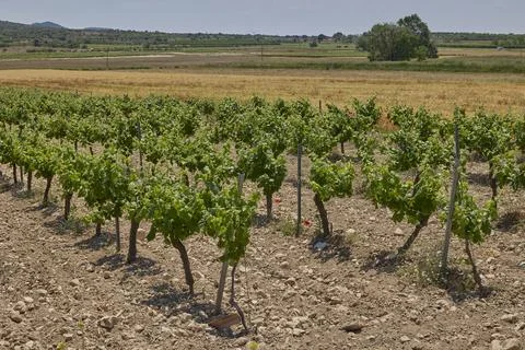 Wide vineyard landscape with rows of grapevines under blue sky Stock Photos