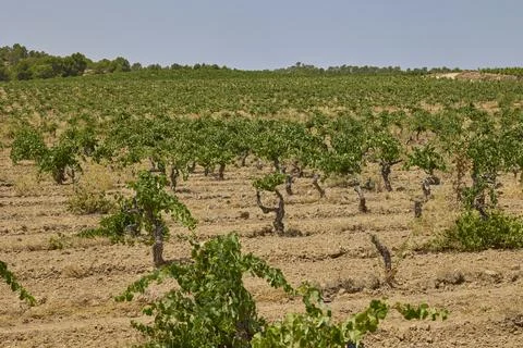 Wide vineyard landscape with rows of grapevines under blue sky Stock Photos