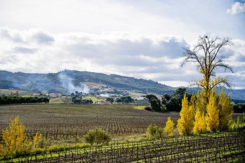 Wide vineyard plain under cloudscape Stock Photos