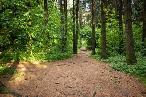 Wide walking path in a dense coniferous forest Stock Photos