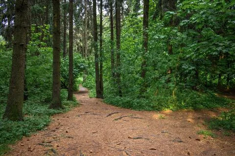 A wide walking path in a dense dark coniferous forest Stock Photos
