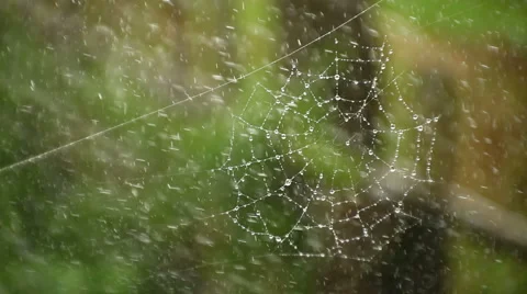 Wide Web on which large drops of rain dripping Stock Footage 981579