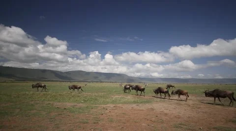 Wide of Wildebeest herd Stock Footage 11289986