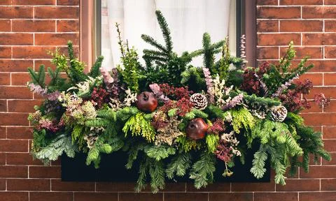 Wide window box arrangement filled with winter seasonal flowers and plants full Stock Photos