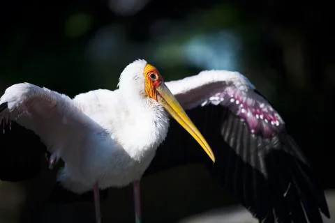 Wide wing 2 Stock Photos