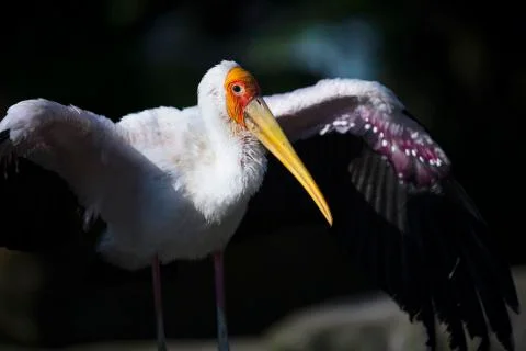 Wide wing 3  Stock Photos