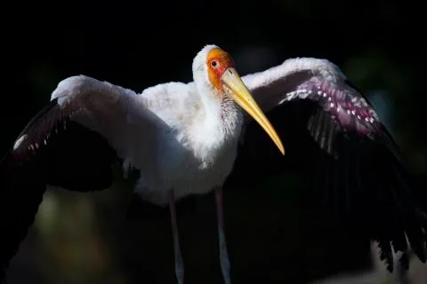 Wide wing 4 Stock Photos