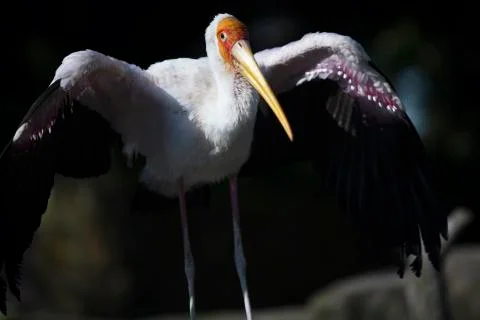 Wide wing 6  Stock Photos