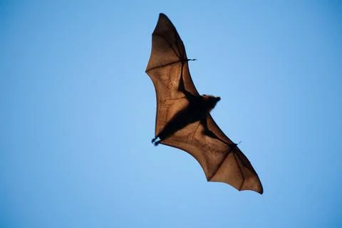 Wide winged bat flies Stock Photos