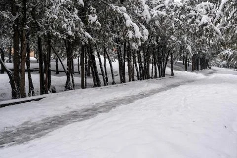 Wide winter path winding through snow-covered trees in a park. Stock Photos