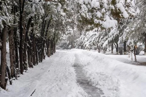 Wide winter path winding through snow-covered trees in a park. Stock Photos