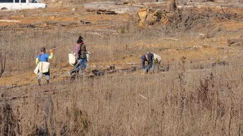 Wide, workers planting pine seedlings in a harvested field, North Carolina, USA Video stock 140543663