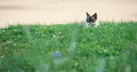 Wide of yard with siamese kitten Stock Footage 94352752
