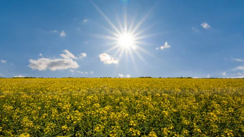 Wide yellow rape field at hot summer sunny day Stock Footage 256080970