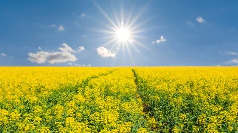 Wide yellow rape field under sparkle sun Stock Footage 239085085