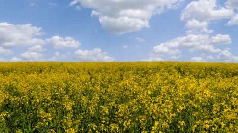 Wide yellow rape field under blue cloudy sky Vídeos de archivo 250152986
