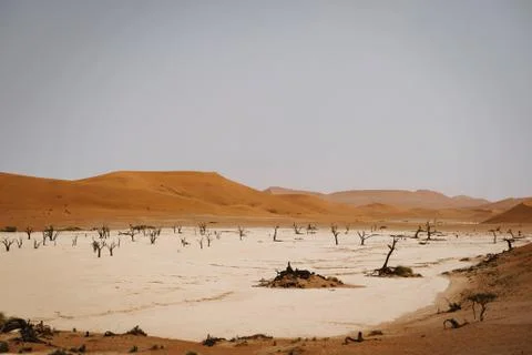 Wideangle panoramic drone shot of dead trees in hot sand desert with sun Stock Photos