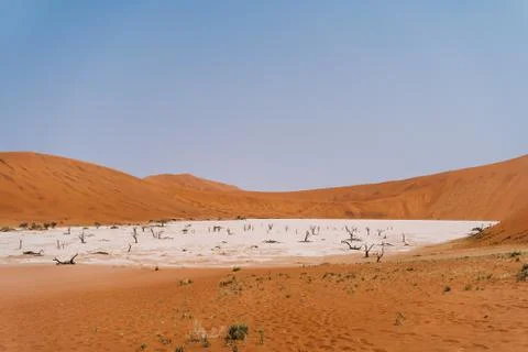Wideangle panoramic drone shot of dead trees in hot sand desert with sun Foto stock