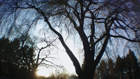 Wideangle tree landscape 4K tree of life Stock Footage 83081998