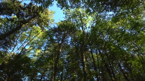 Wideangle trees looking up, 360 degree spin, seamless loop Stock Footage 8763146
