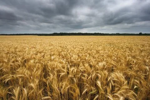 Wideangle wheat field with cloudy sky Stock Photos