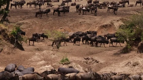 Widebeest Migrate. Stock Footage 69871078