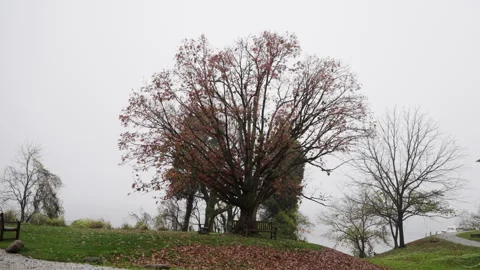 Widefogtree Stock Footage 264627070