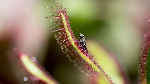 Wideleaf sundew carnivorous plants capturing prey. Stock Footage 220292000