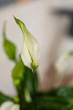 Widely opened flowers of the dwarf leaf fern Stock Photos