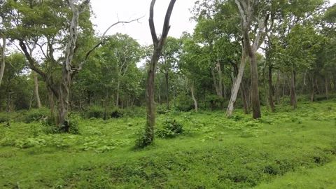 Widely spaced pale trunks over a broad green grass floor Stock Footage 346334883