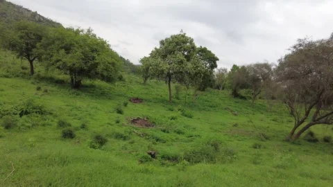 Widely spaced trees over an open green grass sward below a wooded hill Stock Footage 346334878