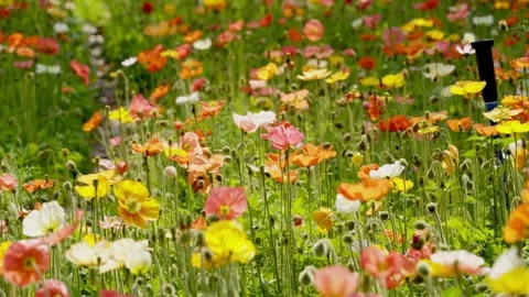 Widening view of a multicolored poppy garden bed in Guangzhou China Stock Footage 346031160