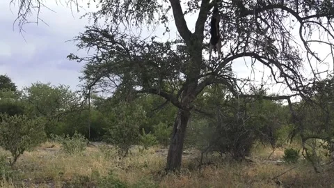 Wider landscape view with leopard and cached carcass — Part 6 库存影片 320790434