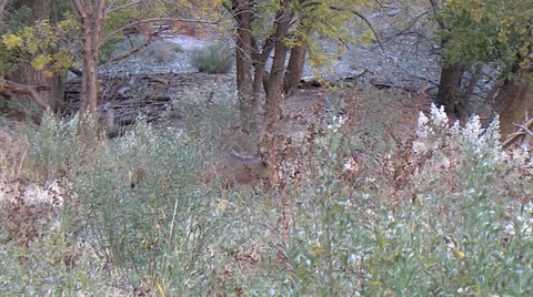 Wider Shot of  Mule Deer Buck Courting Doe in High Weeds Stock Footage 49585310