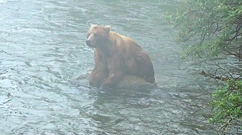 Wider View of Alaskan Brown Bear on Rock In River in Fog - Yawning Stock Footage 50443051