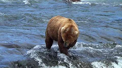 Wider View of Brown Bear Eating a Salmon at Top of Falls Stock Footage 51174067