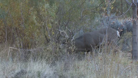 Wider view of mature mule deer buck browsing Stock Footage 117653680