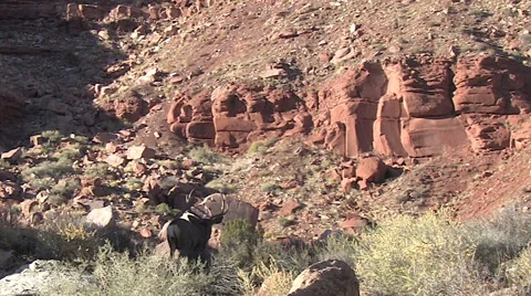 Wider View of Mule Deer Buck Looking into Canyon Stock Footage 49667497