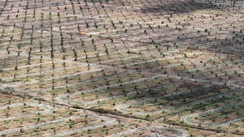 Wider view shows endless rows of seedlings Stock Footage 337550719