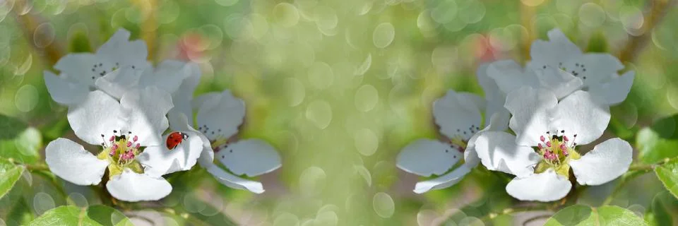 Widescreen defocused background with fruit tree inflorescences, close-up Foto stock