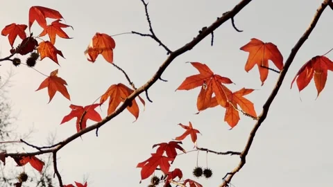 Widescreen view of red-orange maple leaves on spreading branches in autumn. Stock Footage 324971282