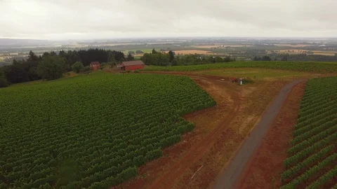 Widespread green lush vineyard Stock Footage 87811380