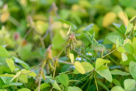 Widespread legume planting pattern, Extensive soybean crop with uniform distribu Foto stock