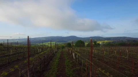 Widespread vineyard with beautiful mountains in the background Stock Footage 87808907