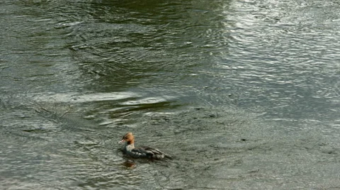 Widgeon on a river Stock Footage 49173478