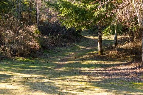 A widing dirt path in dappled light towards hiking trail Stock Photos